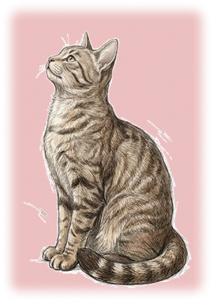cat