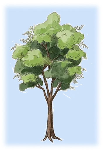 tree